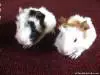 ABYSSINIAN BABY GUINEA PIGS FOR SALE!