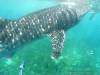 Oslob whale shark watching, cebu tour package