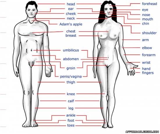 Picture of Cebuano / Bisaya Terms and Translation of the Human Body Parts