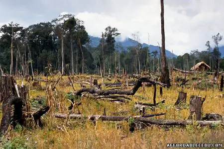 Picture of Brief Synthesis of Deforestation