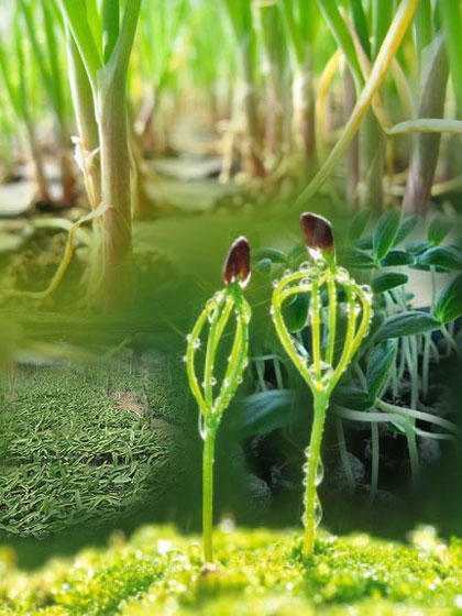 Seedlings in Cebu, Philippines