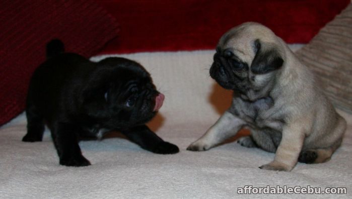 1st picture of Stunnish Pug puppies For Sale in Cebu, Philippines