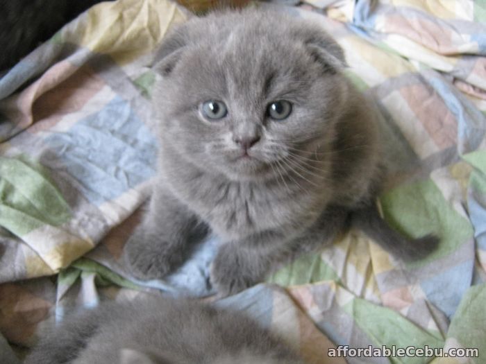 1st picture of Lovely Scottish fold kittens For Sale in Cebu, Philippines