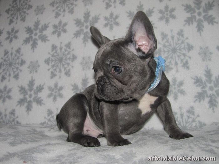 1st picture of Blue French Bulldogs Pups For Sale in Cebu, Philippines