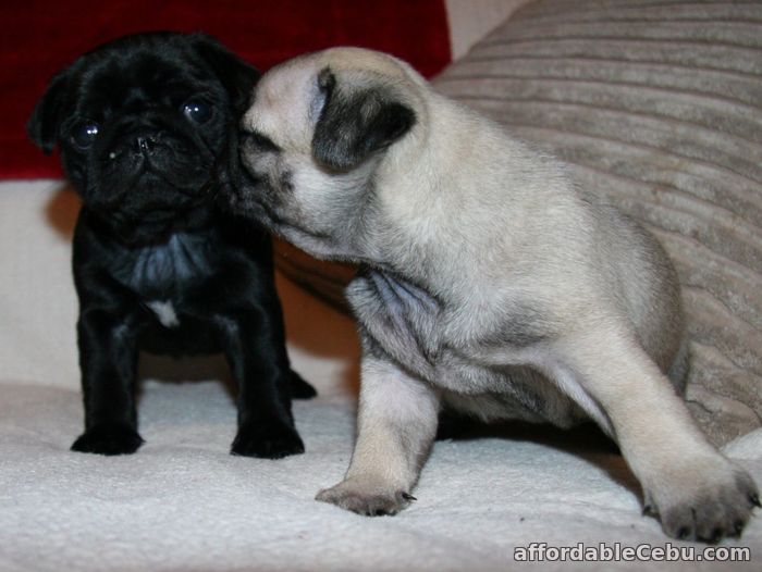 2nd picture of Stunnish Pug puppies For Sale in Cebu, Philippines