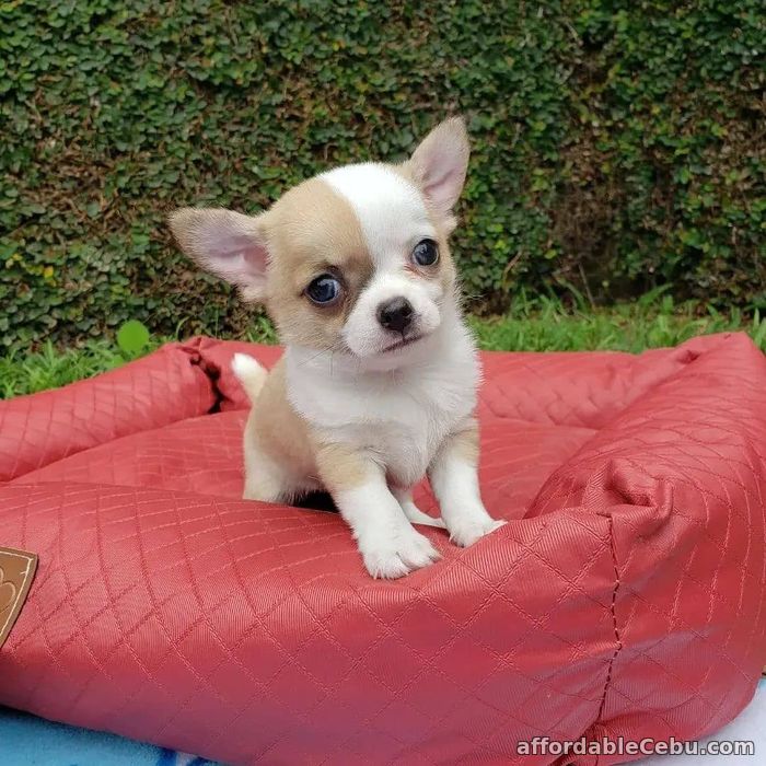 1st picture of Chihuahua Pedigree Puppies For Sale in Cebu, Philippines