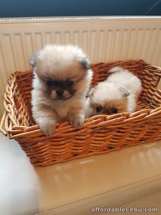 1st picture of Pomeranian Puppies For Sale in Cebu, Philippines