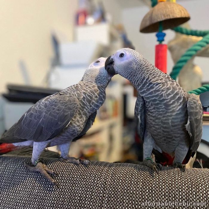 1st picture of African Grey Parrots For Sale in Cebu, Philippines