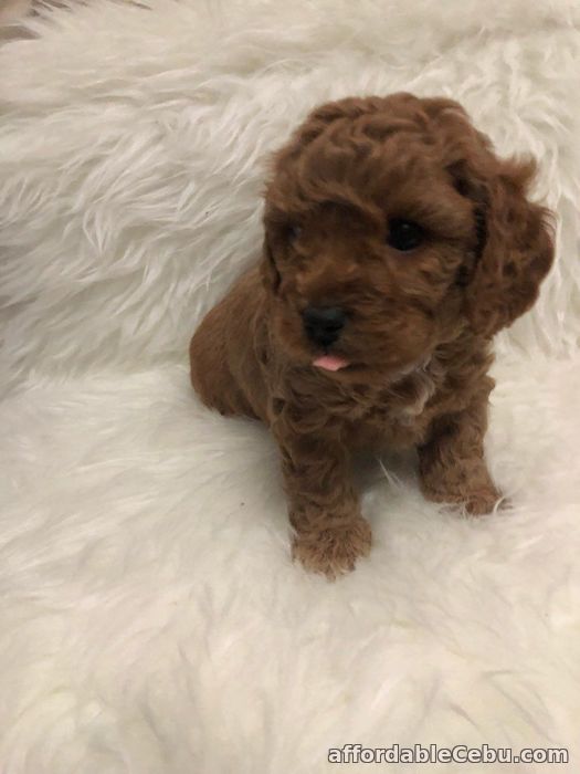 1st picture of Toy Poodle Puppies For Sale in Cebu, Philippines