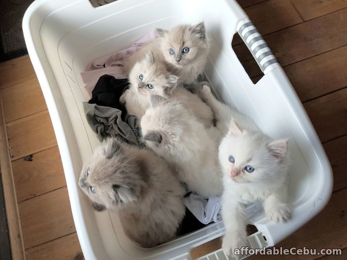 1st picture of Ragdoll Kittens For Sale in Cebu, Philippines