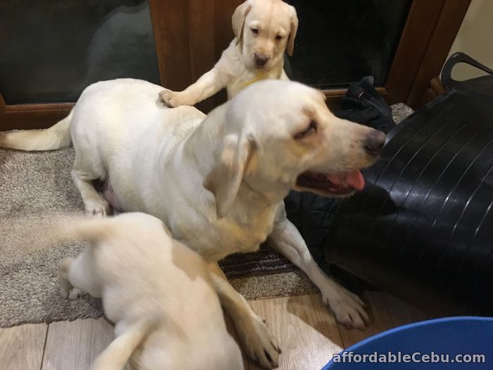 1st picture of Labrador Puppies For Sale in Cebu, Philippines