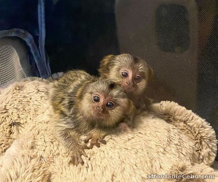 1st picture of Marmoset Monkeys For Sale in Cebu, Philippines