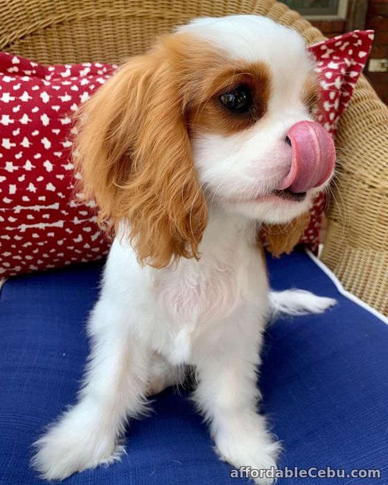 1st picture of Cavalier King Charles Spaniel pUPS For Sale in Cebu, Philippines