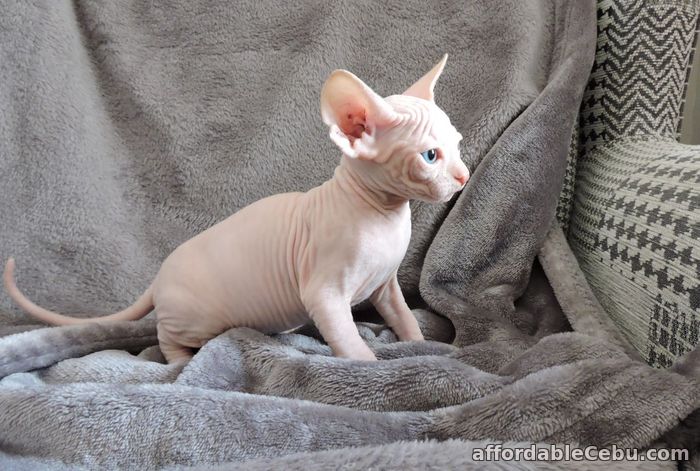 1st picture of Talented Sphynx Kittens For Sale in Cebu, Philippines