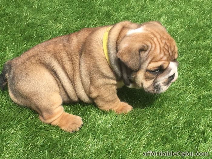1st picture of English bulldog puppies For Sale in Cebu, Philippines