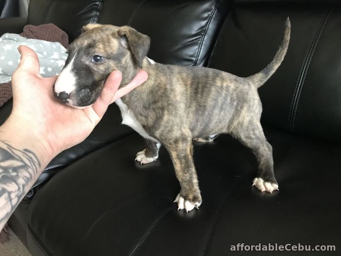 2nd picture of English Bull Terrier Puppies For Sale in Cebu, Philippines