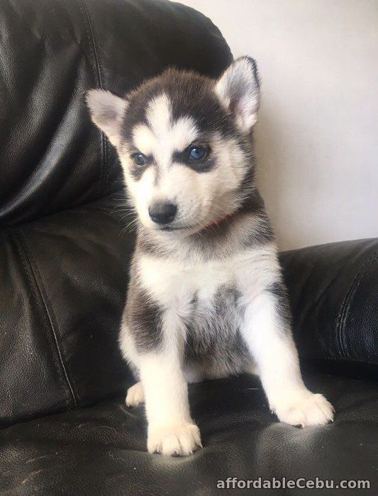 2nd picture of Siberian Husky puppies For Sale in Cebu, Philippines