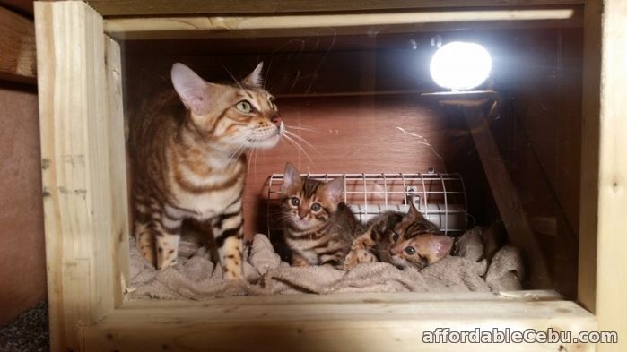 1st picture of KC Bengal kittens For Sale in Cebu, Philippines