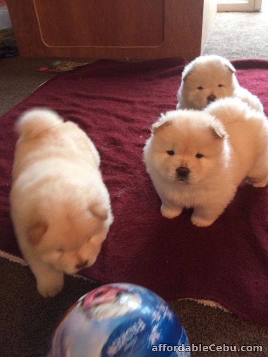 1st picture of Chow Chow Puppies For Sale in Cebu, Philippines