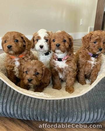 1st picture of Golden Doodle Puppies For Sale in Cebu, Philippines