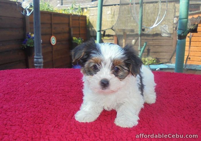 1st picture of Yorkshire Terrier Puppies For Sale in Cebu, Philippines