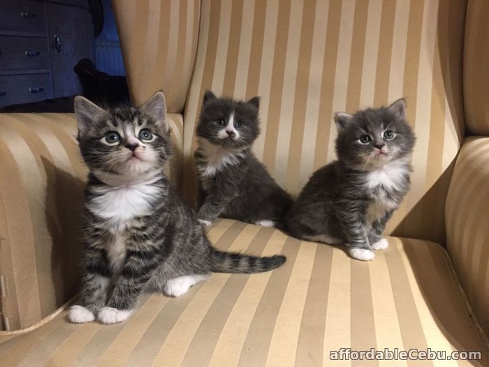 1st picture of Maine Coon Kittens For Sale in Cebu, Philippines