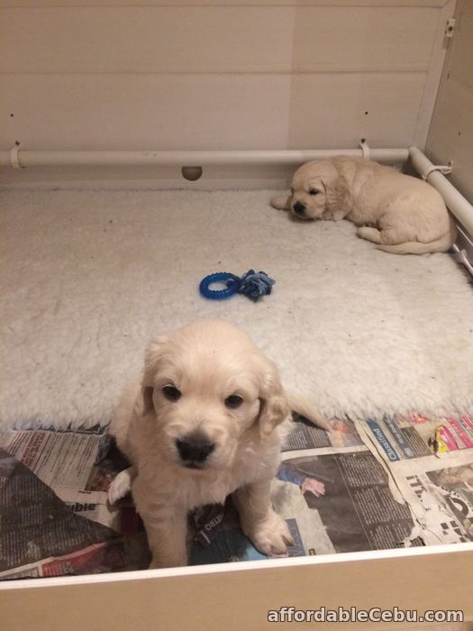 1st picture of Golden Retriever Puppies For Sale in Cebu, Philippines