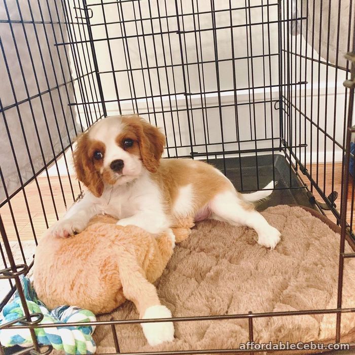 2nd picture of Cavalier King Charles Spaniel pUPS For Sale in Cebu, Philippines