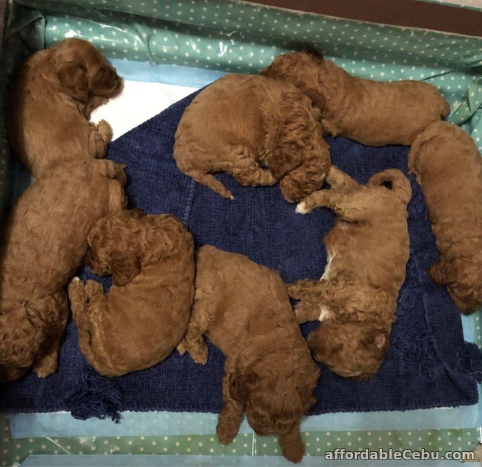 2nd picture of Toy Poodle Puppies For Sale in Cebu, Philippines