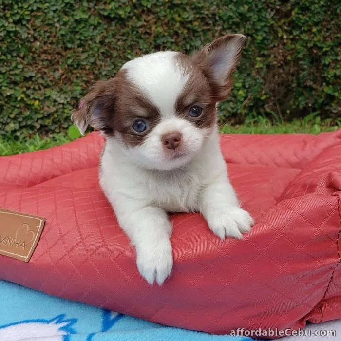 2nd picture of Chihuahua Pedigree Puppies For Sale in Cebu, Philippines