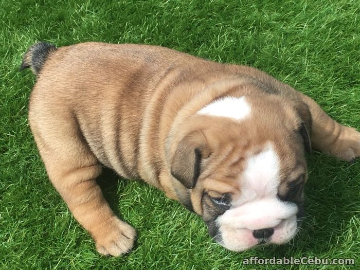 2nd picture of English bulldog puppies For Sale in Cebu, Philippines