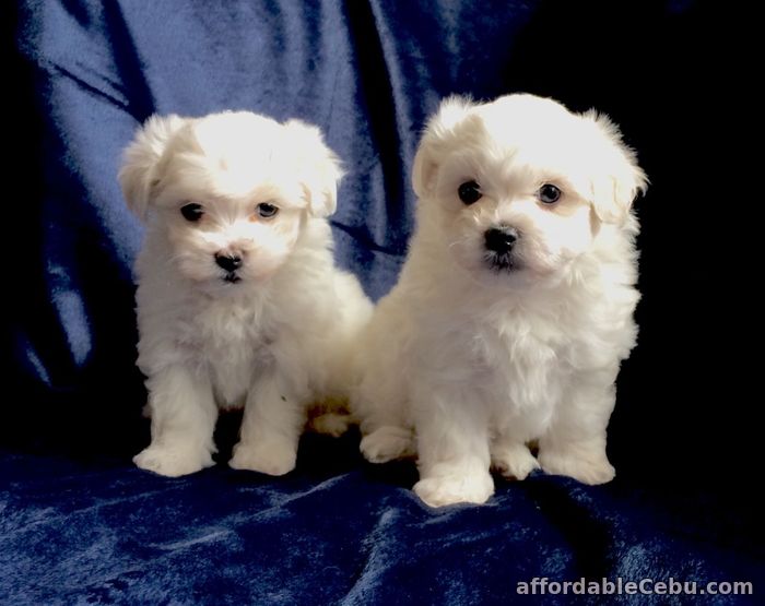 1st picture of Beautiful Maltese Puppies For Sale in Cebu, Philippines