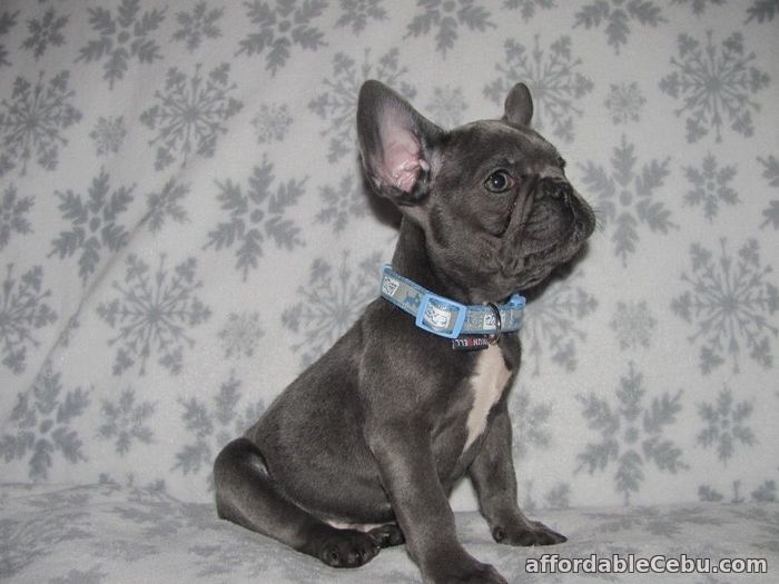 2nd picture of Blue French Bulldogs Pups For Sale in Cebu, Philippines