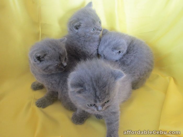 1st picture of Blue British shorthair kittens For Sale in Cebu, Philippines