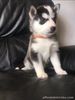 Siberian Husky puppies