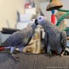 African Grey Parrots