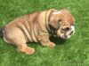 English bulldog puppies