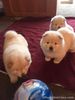 Chow Chow Puppies