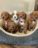 Golden Doodle Puppies