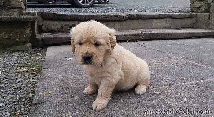 1st picture of Golden retriever puppies For Sale in Cebu, Philippines
