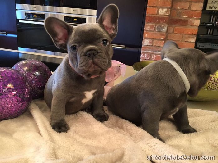 1st picture of French bulldog puppies For Sale in Cebu, Philippines