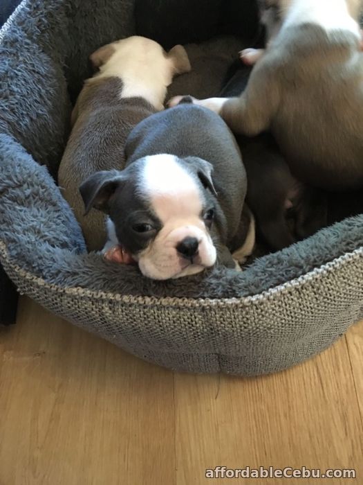 1st picture of Boston terrier puppies For Sale in Cebu, Philippines