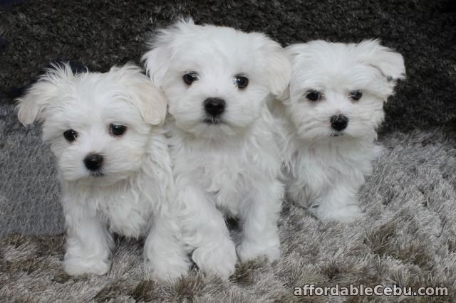 1st picture of Maltese Puppies present! For Sale in Cebu, Philippines