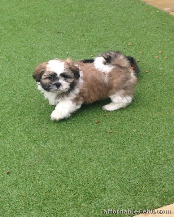 1st picture of Shih-Tzu Puppies For Sale in Cebu, Philippines