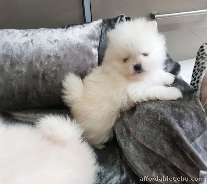 1st picture of Pomeranian Puppies For Sale in Cebu, Philippines