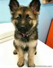 German shepherd Puppies available.