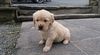 Golden retriever puppies