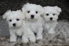 Maltese Puppies present!