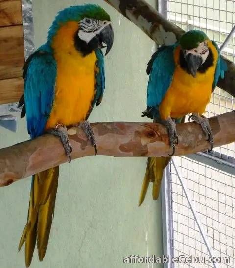1st picture of BLUE AND GOLD  MACAW  PARROTS FOR SALE. (Male and Female Available) For Sale in Cebu, Philippines