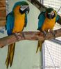 BLUE AND GOLD  MACAW  PARROTS FOR SALE. (Male and Female Available)